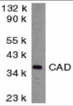 Western blot analysis of CAD in mouse kidney tissue lysate with CAD antibody at 2 μg/mL.