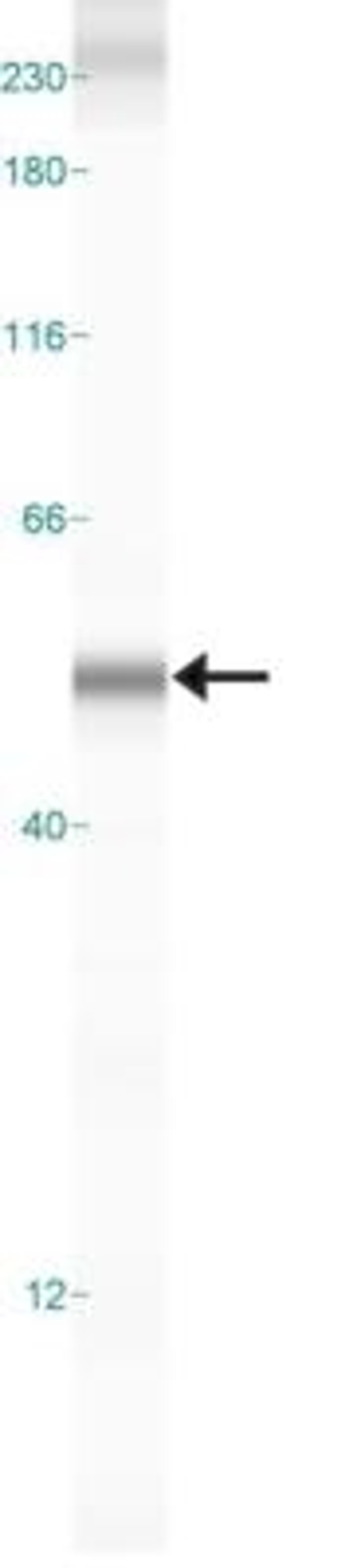 Simple Western: Dopa Decarboxylase/DDC Antibody [NB300-174] - Simple Western lane view shows a specific band for DOPA Decarboxylase  in 0.2 mg/ml of Mouse Cerebellum lysate.  This experiment was performed under reducing conditions using the 12-230 kDa separation system. *Non-specific interaction with the 230 kDa standard may be seen with this antibody.