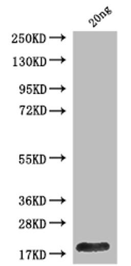 Western Blot. Positive WB detected in Recombinant protein. All lanes: Polyprotein P1234 antibody at 1:2000. Secondary. Goat polyclonal to rabbit IgG at 1/50000 dilution. Predicted band size: 17.4 kDa. Observed band size: 17 kDa.