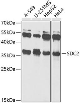 Western blot - SDC2 Antibody (A12500)