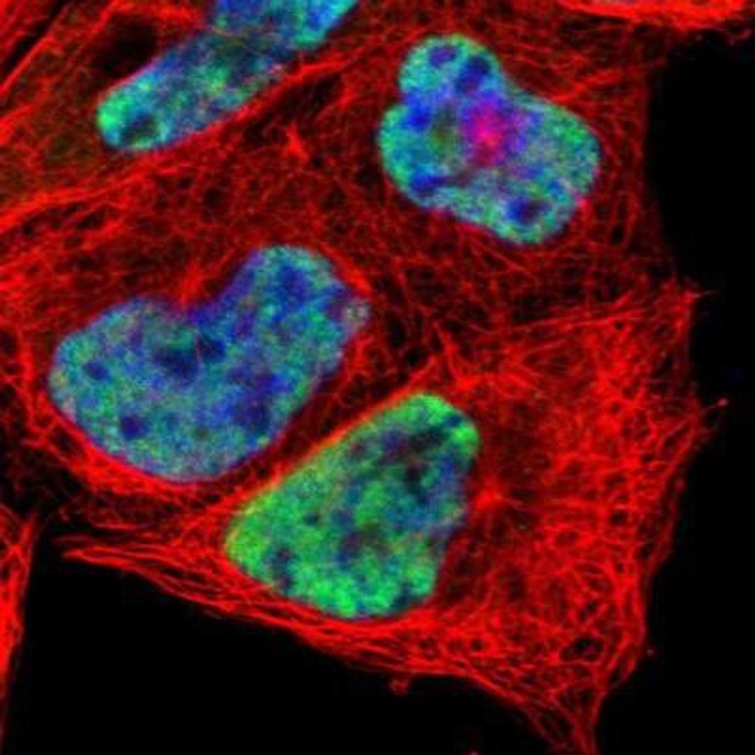 Immunocytochemistry/Immunofluorescence: HIV TAT specific factor 1 Antibody [NBP1-86966] - Staining of human cell line A-431 shows positivity in nuclei but not nucleoli.