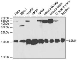 Western blot - LSM4 antibody (A5891)