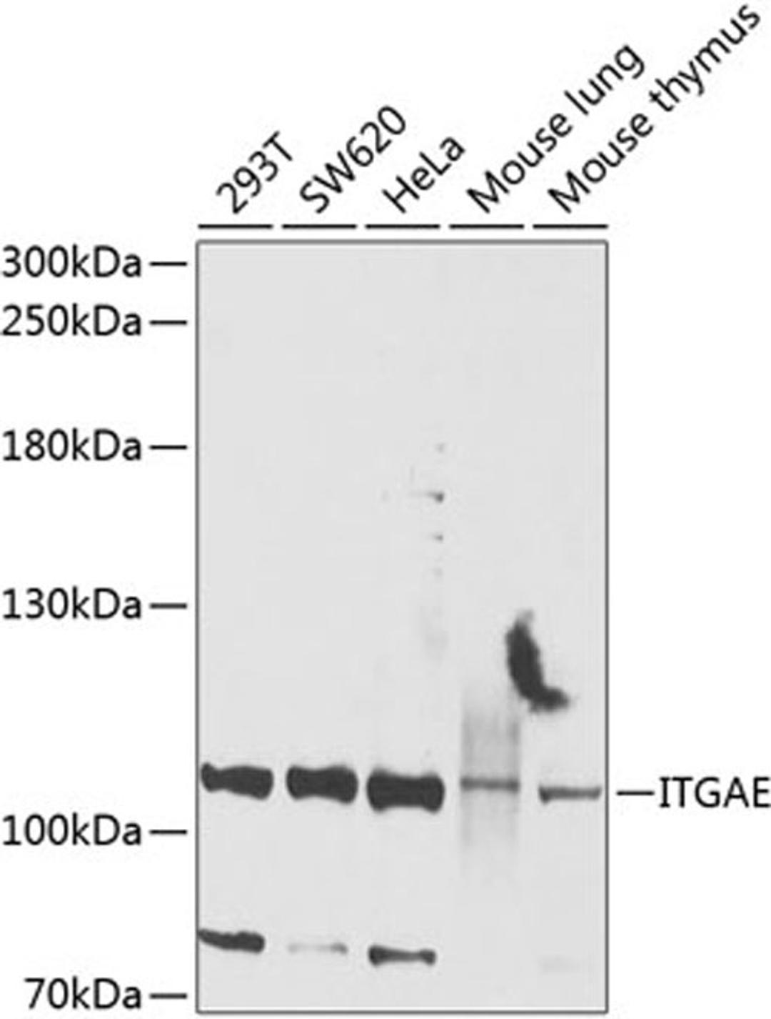 Western blot - ITGAE antibody (A9934)