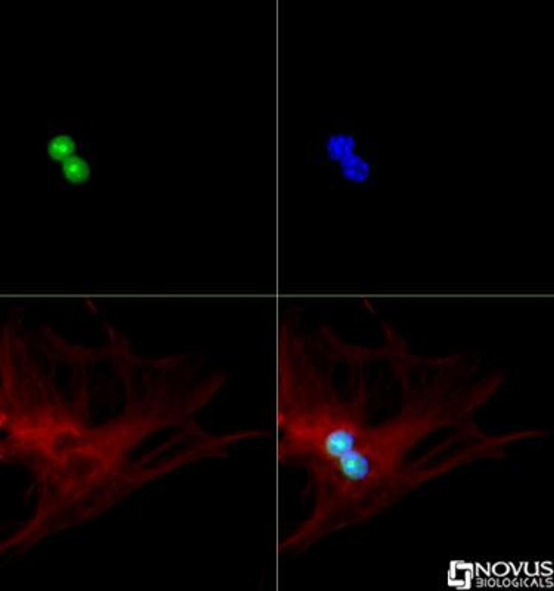 Immunocytochemistry/Immunofluorescence: p19ARF Antibody [NB200-106] - p19ARF antibody was tested in MEF cells with DyLight 488 (green). Nuclei and alpha-tubulin were counterstained with DAPI (blue) and Dylight 550 (red).