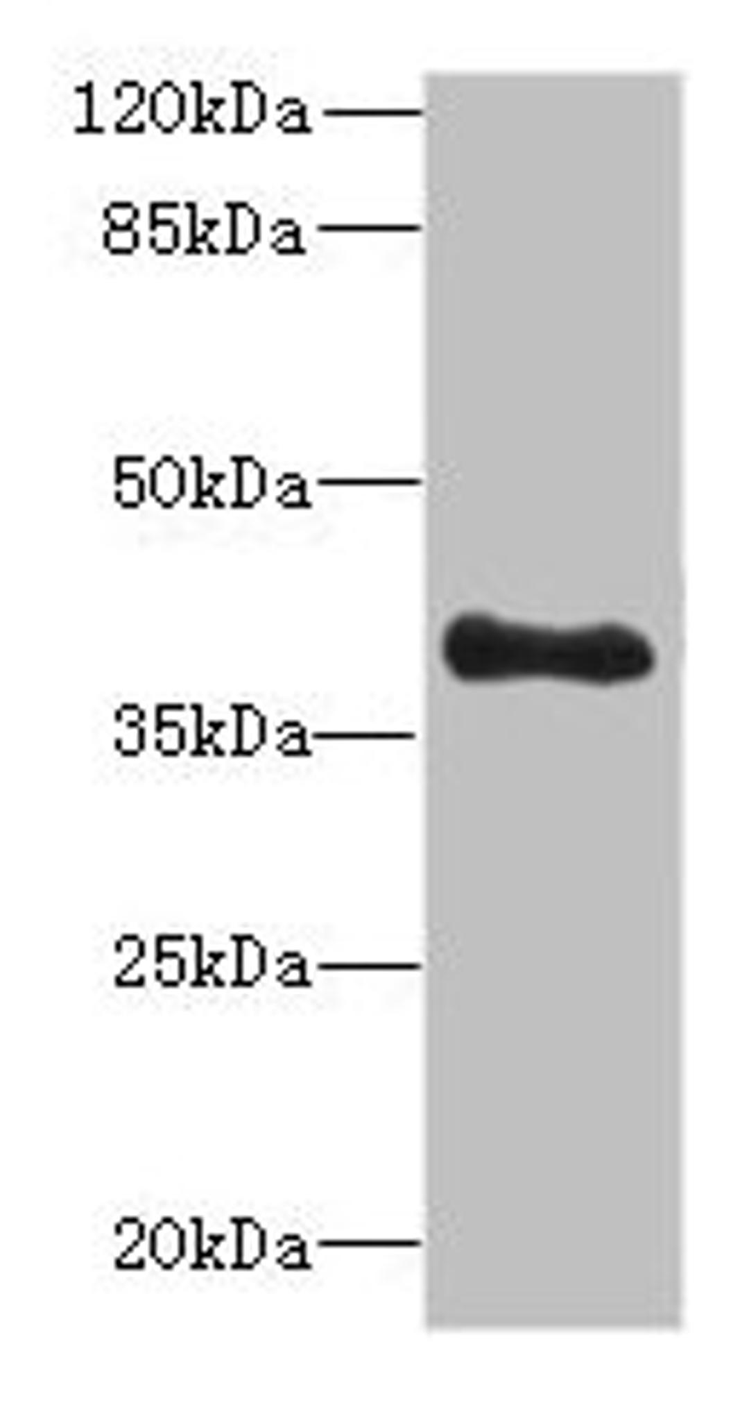 Western blot. All lanes: TFEC antibody at 3µg/ml + MDA-MB-231 whole cell lysate. Secondary. Goat polyclonal to rabbit IgG at 1/10000 dilution. Predicted band size: 39, 36, 23, 32 kDa. Observed band size: 39 kDa