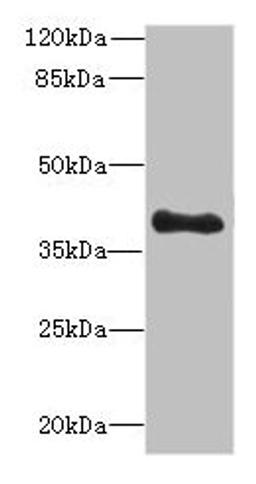 Western blot. All lanes: TFEC antibody at 3µg/ml + MDA-MB-231 whole cell lysate. Secondary. Goat polyclonal to rabbit IgG at 1/10000 dilution. Predicted band size: 39, 36, 23, 32 kDa. Observed band size: 39 kDa