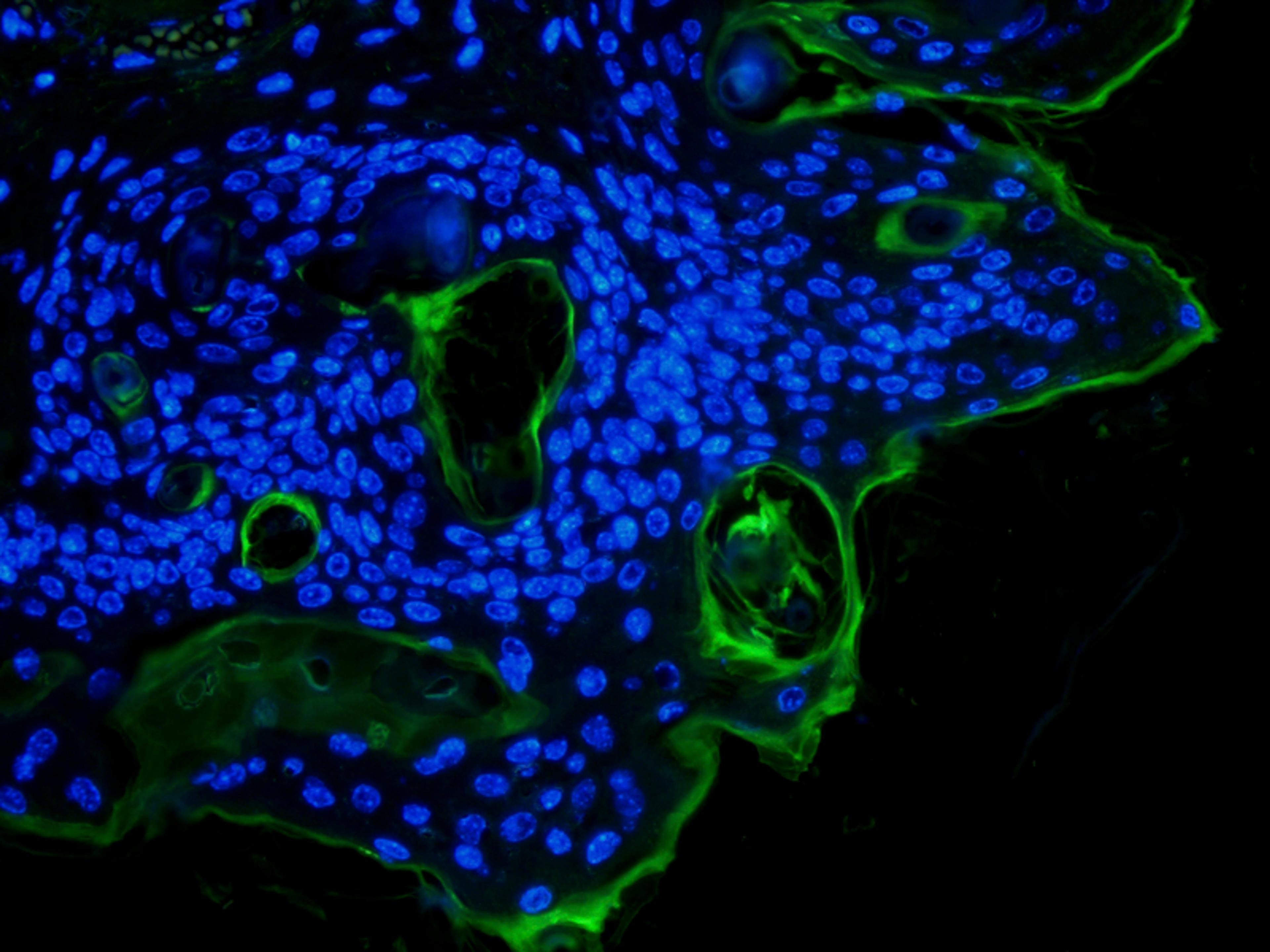 Immunofluorescence image of rat skin tissue using IL6 antibody (FITC) (5 ug/ml)