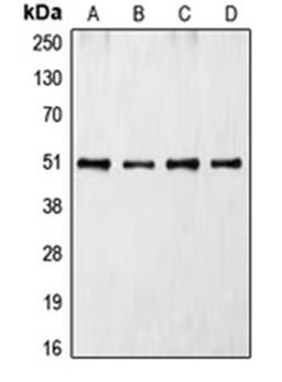 Western blot analysis of Jurkat (Lane 1), K562 (Lane 2), HL60 (Lane 3), NIH3T3 (Lane 4) whole cell lysates using CDC37 antibody