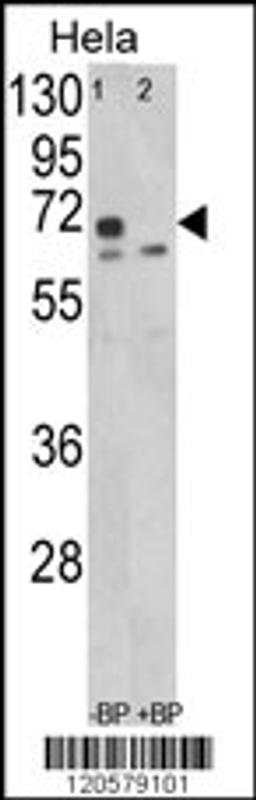 Western blot analysis of in Hela cell line lysates (35ug/lane)