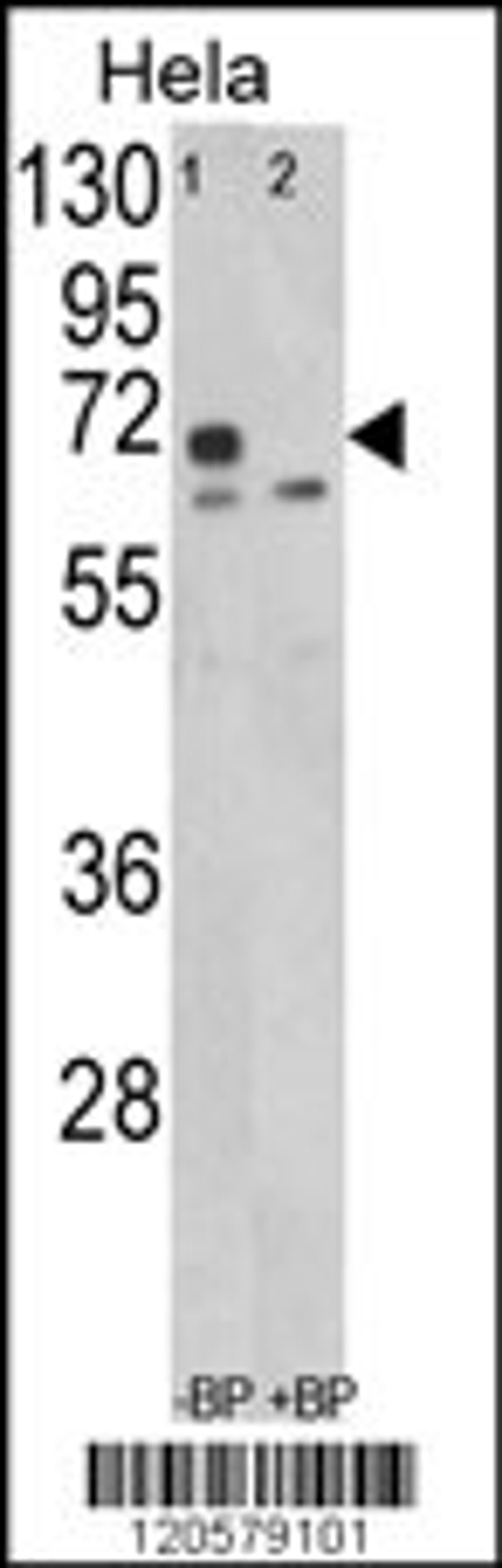 Western blot analysis of in Hela cell line lysates (35ug/lane)