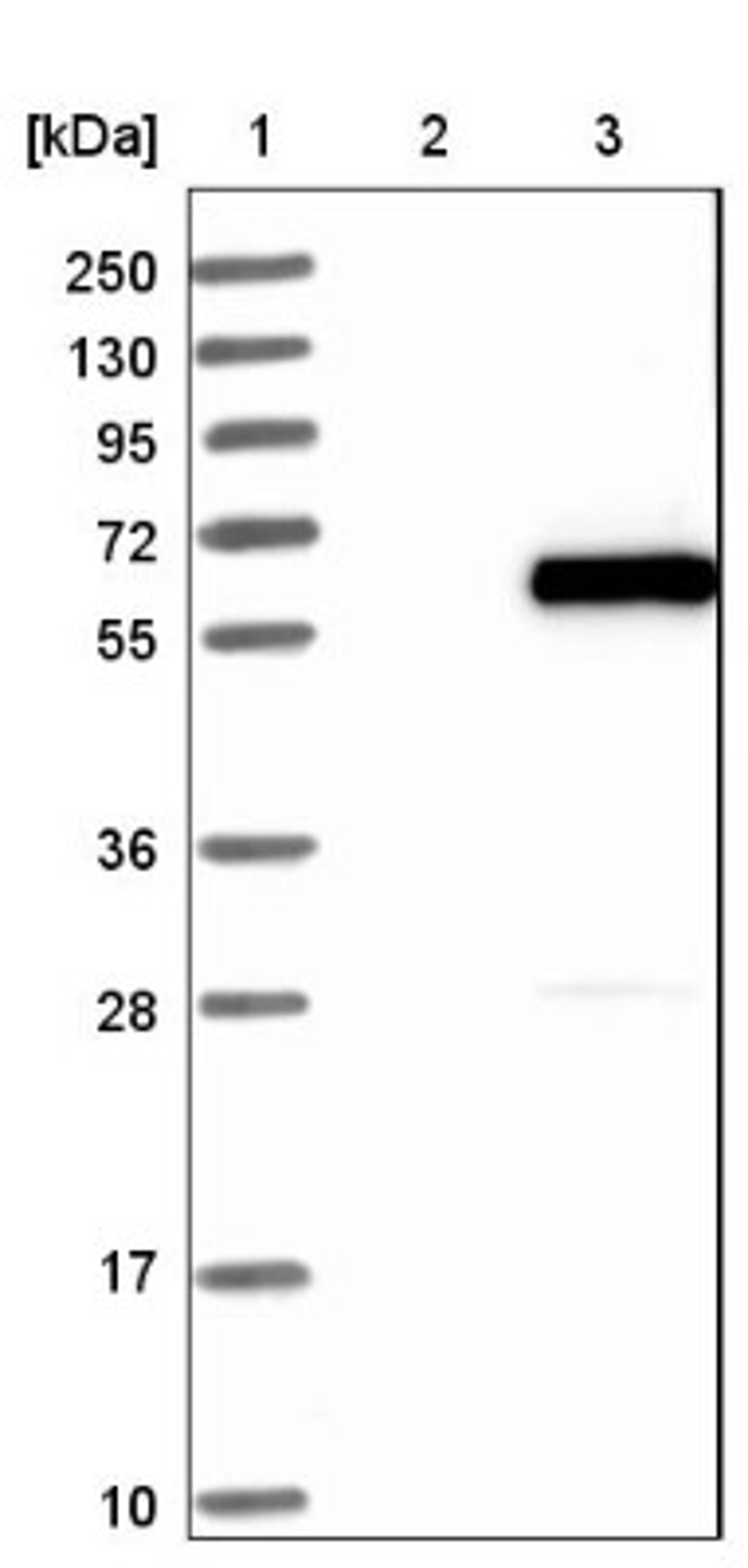 Western Blot: WDR51B Antibody [NBP1-92584] - Lane 1: Marker [kDa] 250, 130, 95, 72, 55, 36, 28, 17, 10<br/>Lane 2: Negative control (vector only transfected HEK293T lysate)<br/>Lane 3: Over-expression lysate (Co-expressed with a C-terminal myc-DDK tag (~3.1 kDa) in mammalian HEK293T cells, LY406759)