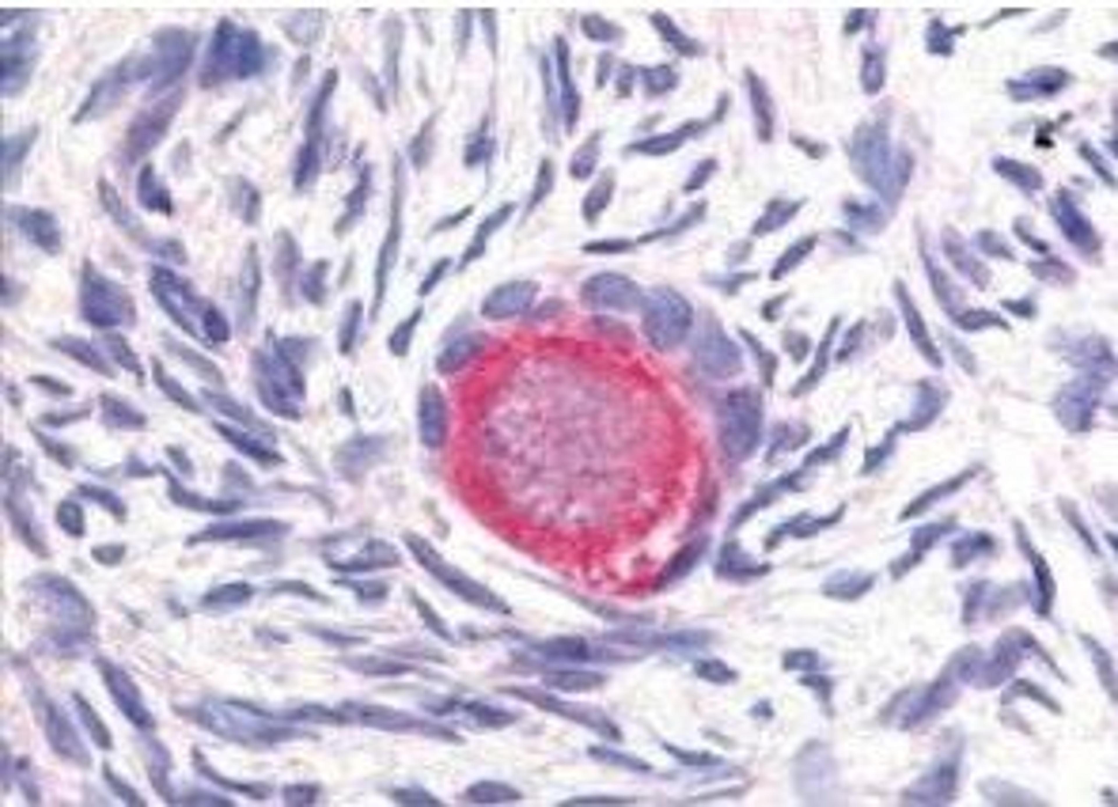 Immunohistochemical staining of variety of tissues including colon, liver, skeletal muscle, ovary, pancreas, prostate, testes, thymus, tonsil and uterus using DELTA-4 antibody