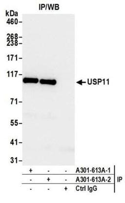 Detection of human USP11 by western blot of immunoprecipitates.