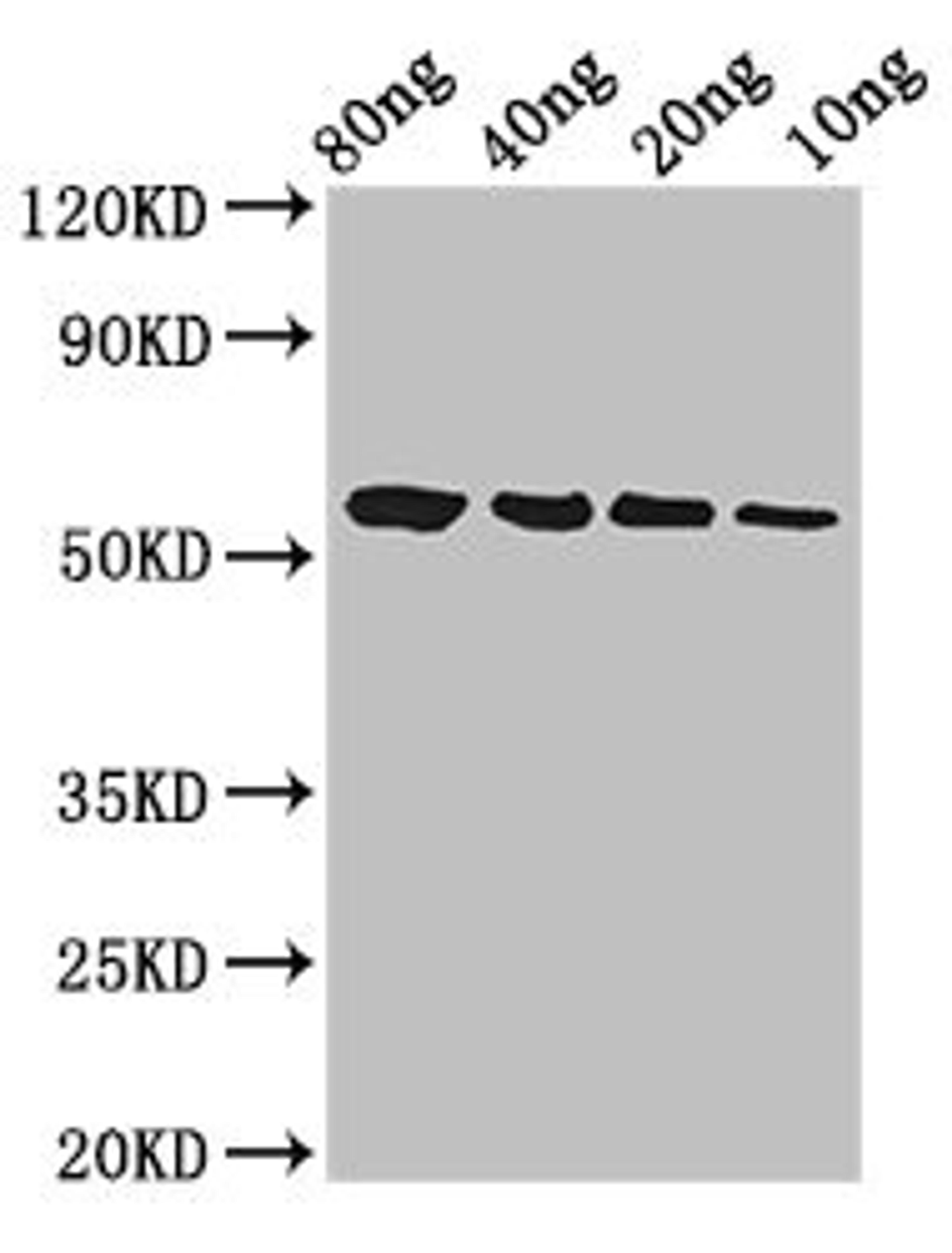 Western Blot. Positive WB detected in Recombinant protein. All lanes: btfP antibody at 3ug/ml. Secondary. Goat polyclonal to rabbit IgG at 1/50000 dilution. Predicted band size: 58 kDa. Observed band size: 58 kDa. 