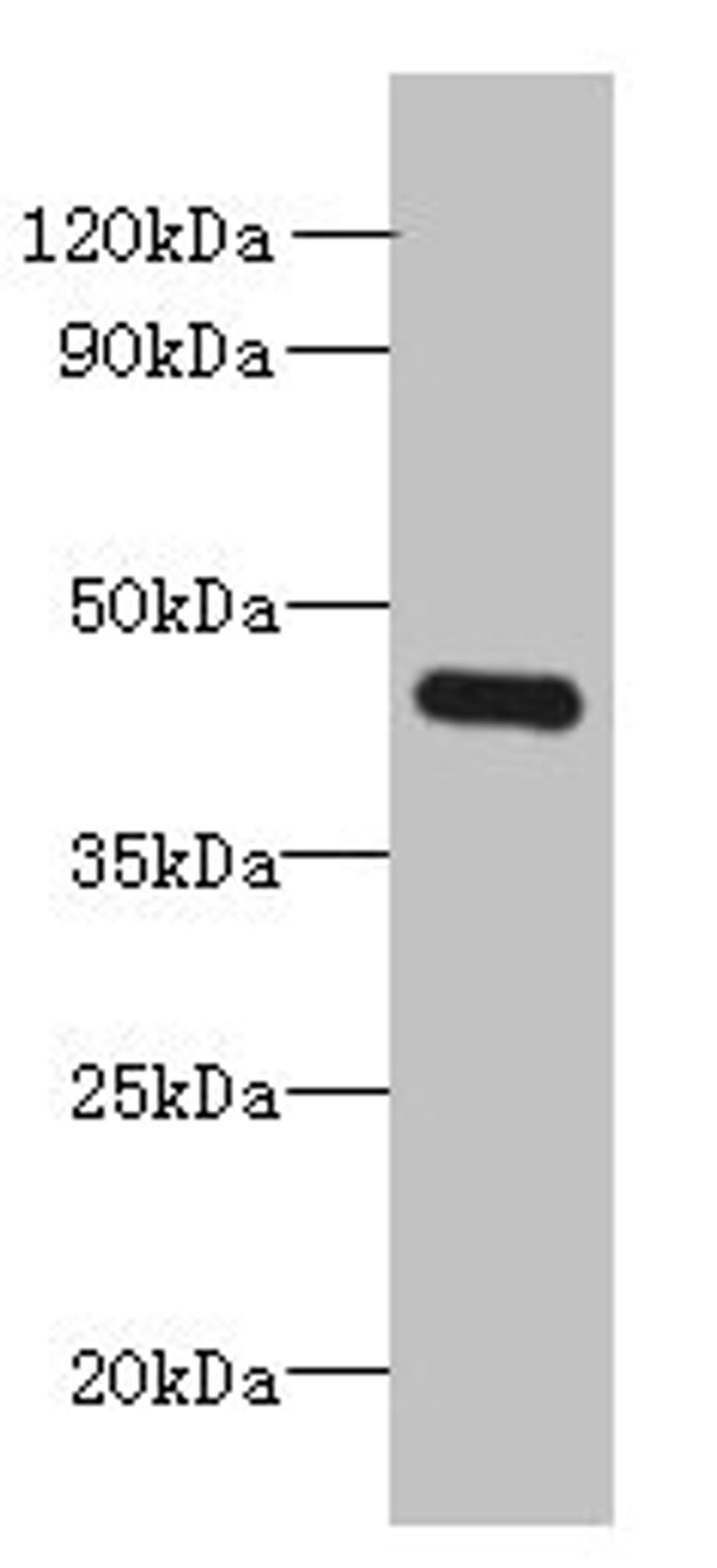 Western blot. All lanes: FAM105A antibody at 8ug/ml + K562 whole cell lysate. Secondary. Goat polyclonal to rabbit IgG at 1/10000 dilution. Predicted band size: 43 kDa. Observed band size: 43 kDa. 