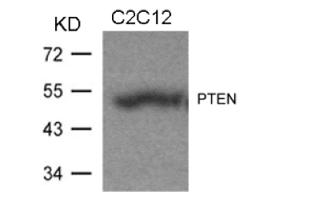 Western blot analysis of lysed extracts from C2C12 cells using PTEN (Ab-370).