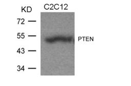 Western blot analysis of lysed extracts from C2C12 cells using PTEN (Ab-370).