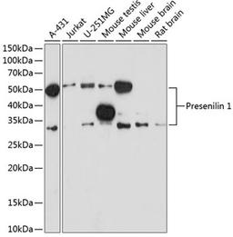 Western blot - Presenilin 1 antibody (A19103)