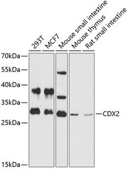 Western blot - CDX2 antibody (A0804)