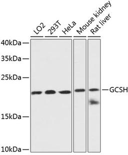 Western blot - GCSH antibody (A13695)