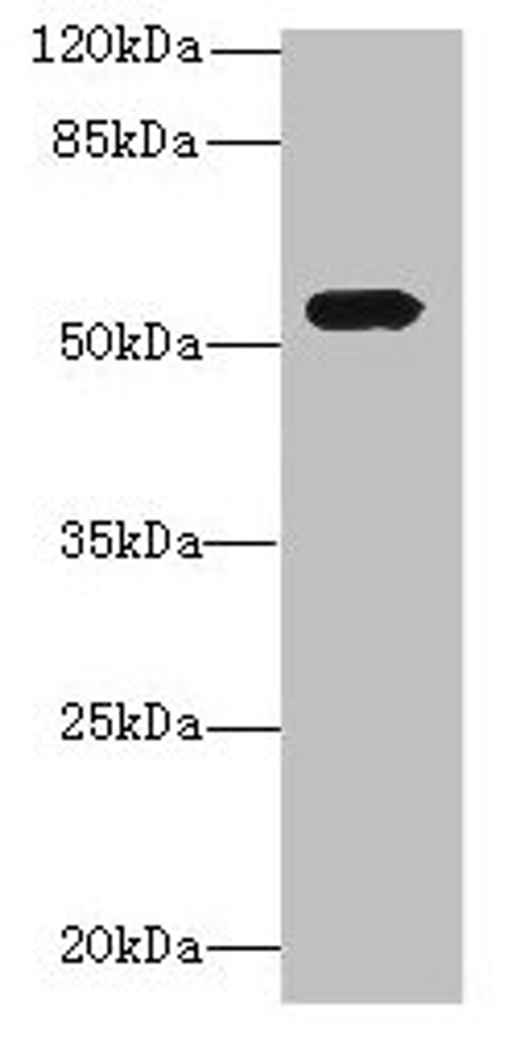 Western blot. All lanes: ICA1L antibody at 1.2µg/ml + MCF-7 whole cell lysate. Secondary. Goat polyclonal to rabbit at 1/10000 dilution. Predicted band size: 55, 22 kDa. Observed band size: 55 kDa