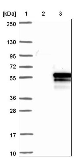 Western Blot: C7orf60 Antibody [NBP1-94062] - Lane 1: Marker [kDa] 250, 130, 95, 72, 55, 36, 28, 17, 10<br/>Lane 2: Negative control (vector only transfected HEK293T lysate)<br/>Lane 3: Over-expression lysate (Co-expressed with a C-terminal myc-DDK tag (~3.1 kDa) in mammalian HEK293T cells, LY407466)