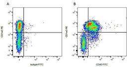 Figure A. Purified mouse anti bovine CD1w3. Figure B. Purified mouse anti bovine CD1w3. 