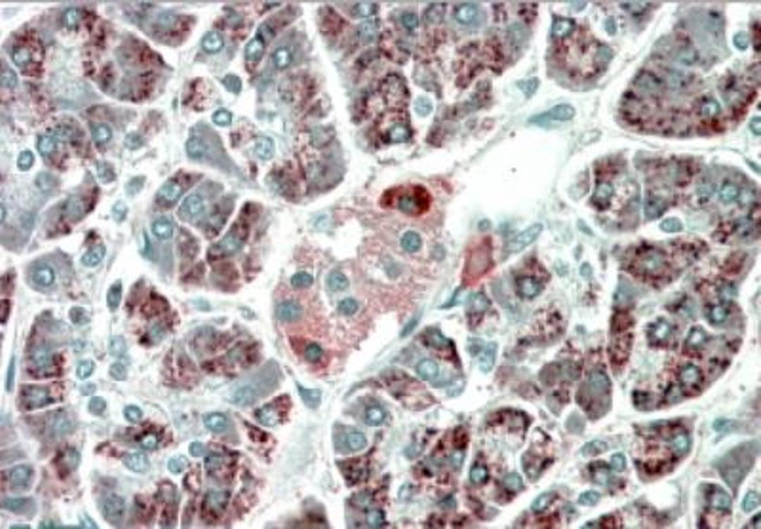 Immunohistochemistry-Paraffin: PEBP4 Antibody [NBP1-46155] - Analysis in human Pancreas shows staining consistent with lysosomes.