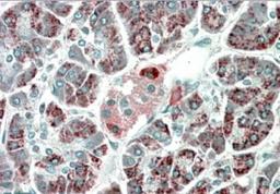 Immunohistochemistry-Paraffin: PEBP4 Antibody [NBP1-46155] - Analysis in human Pancreas shows staining consistent with lysosomes.