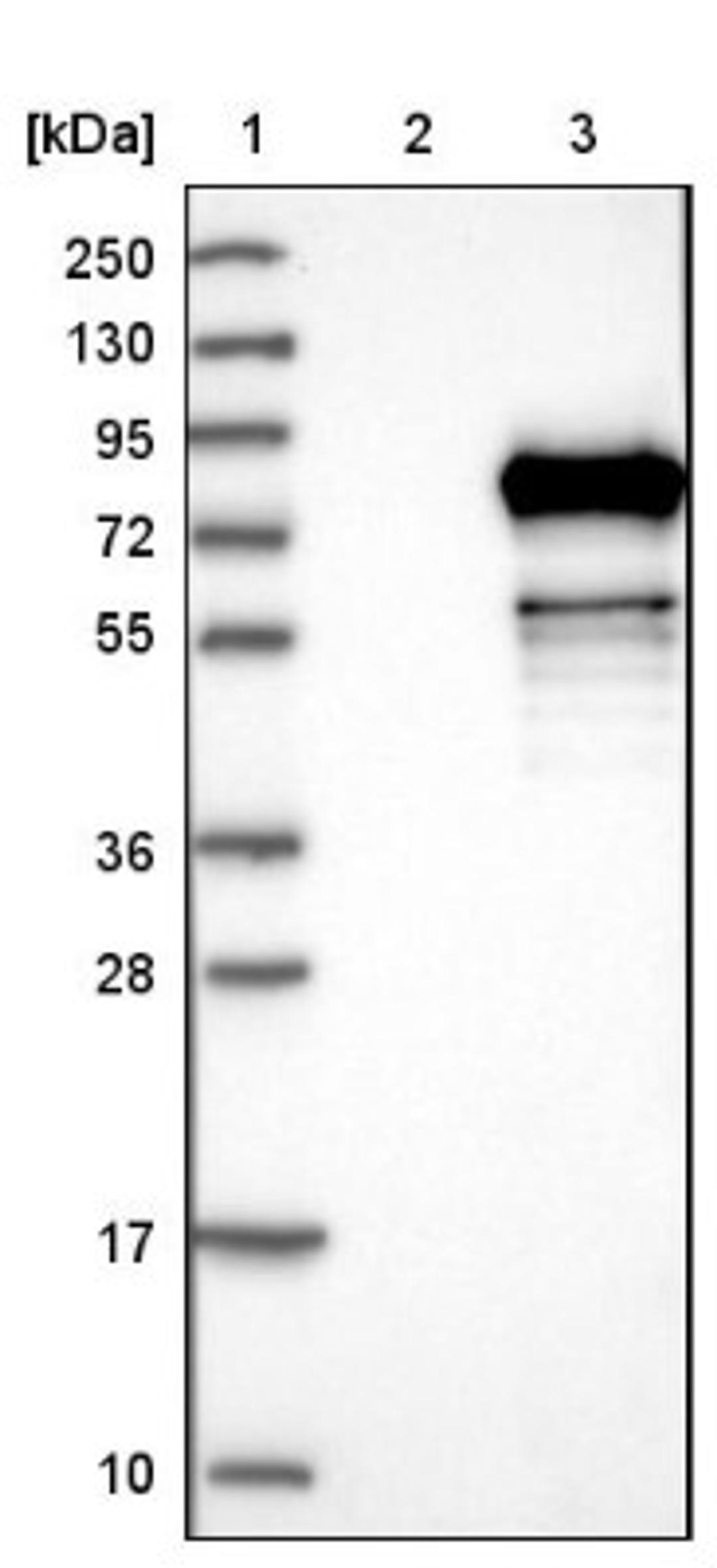 Western Blot: TIGD4 Antibody [NBP1-86303] - Lane 1: Marker [kDa] 250, 130, 95, 72, 55, 36, 28, 17, 10<br/>Lane 2: Negative control (vector only transfected HEK293T lysate)<br/>Lane 3: Over-expression lysate (Co-expressed with a C-terminal myc-DDK tag (~3.1 kDa) in mammalian HEK293T cells, LY407908)