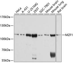 Western blot - MZF1 antibody (A10356)