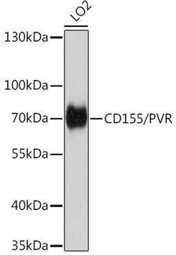 Western blot - CD155/PVR antibody (A5753)