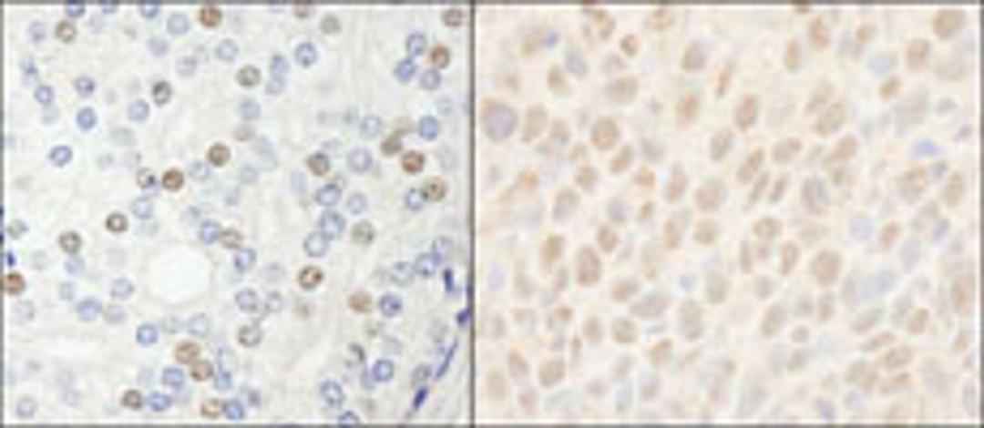 Detection of human and mouse HDAC7 by immunohistochemistry.