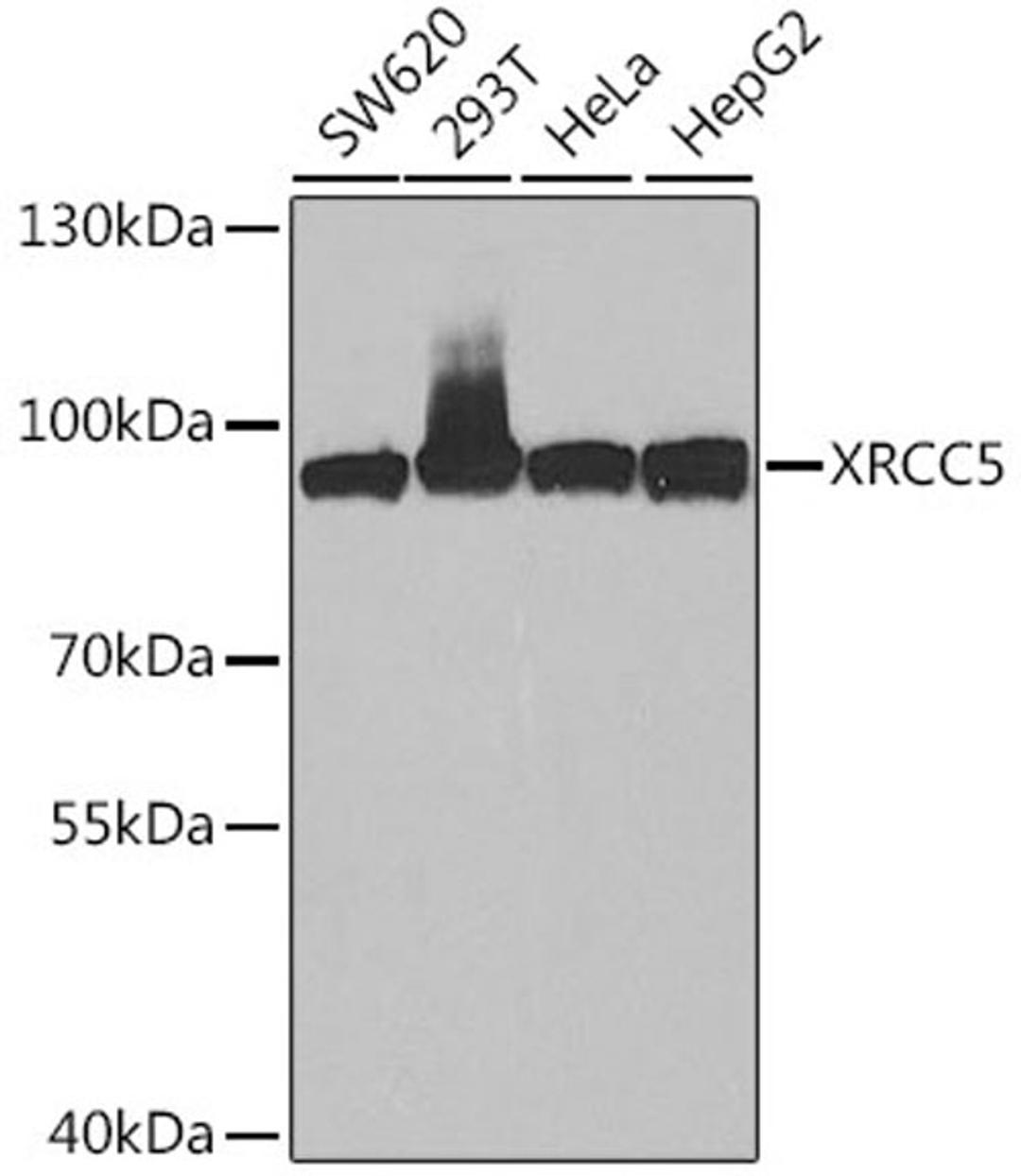 Western blot - XRCC5 antibody (A5862)