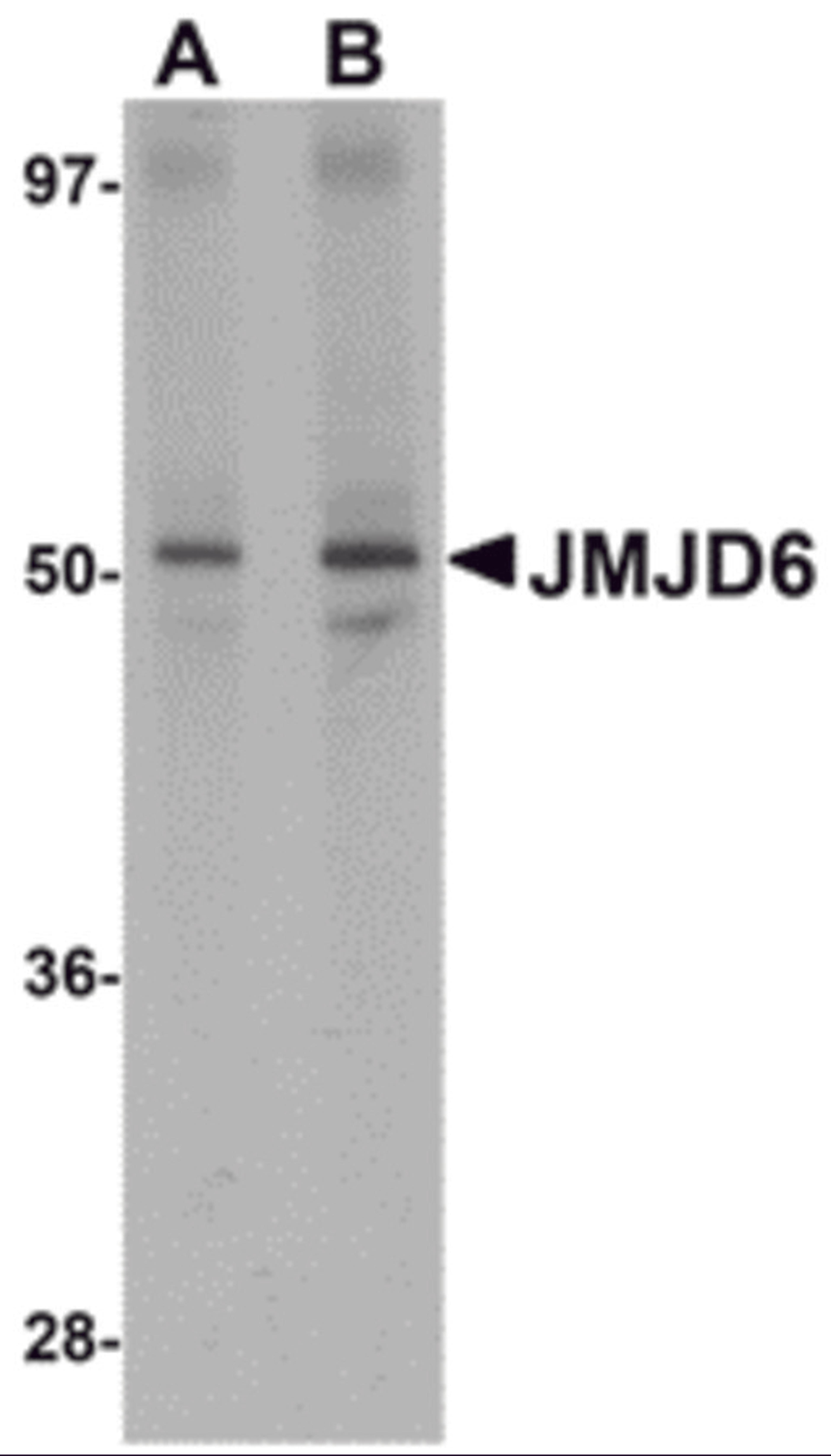 Western blot analysis of JMJD6 in human brain tissue lysate with JMJD6 antibody at (A) 1 and (B) 2 μg/mL.