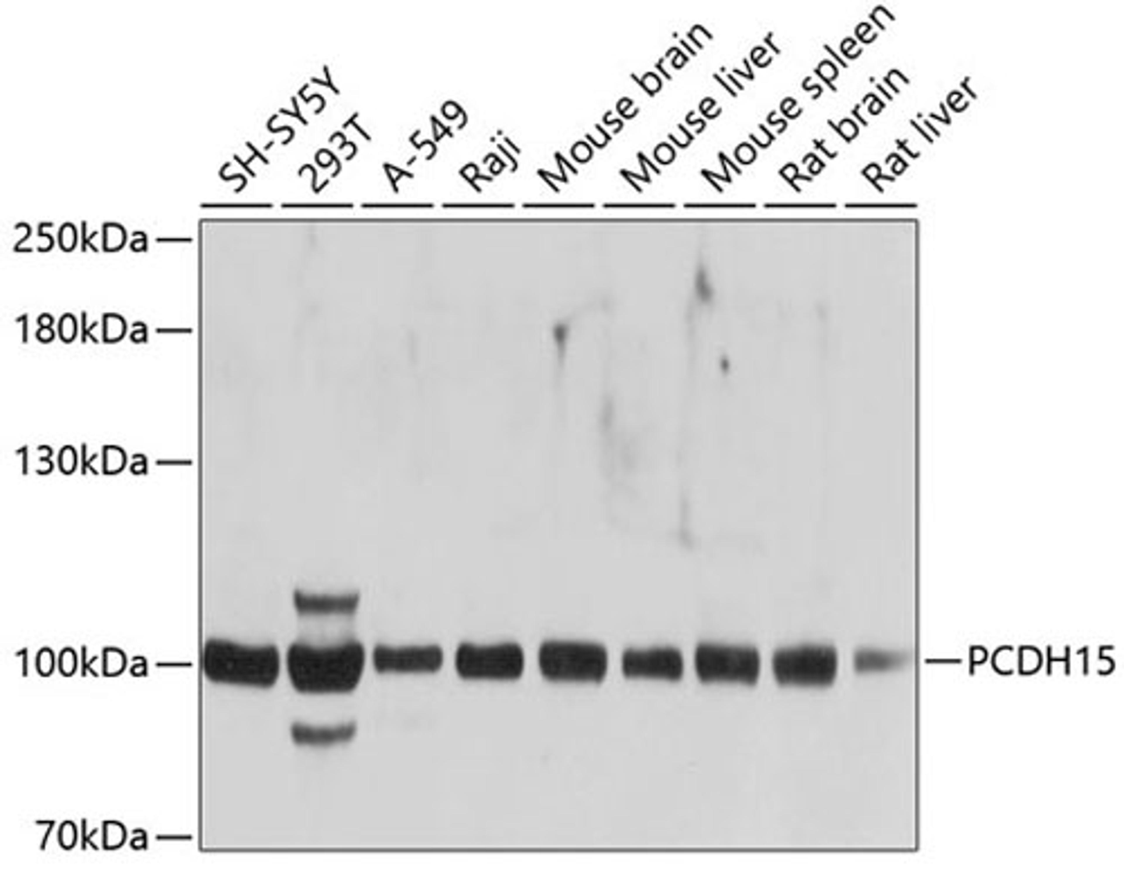 Western blot - PCDH15 antibody (A10086)