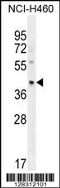 Western blot analysis in NCI-H460 cell line lysates (35ug/lane).