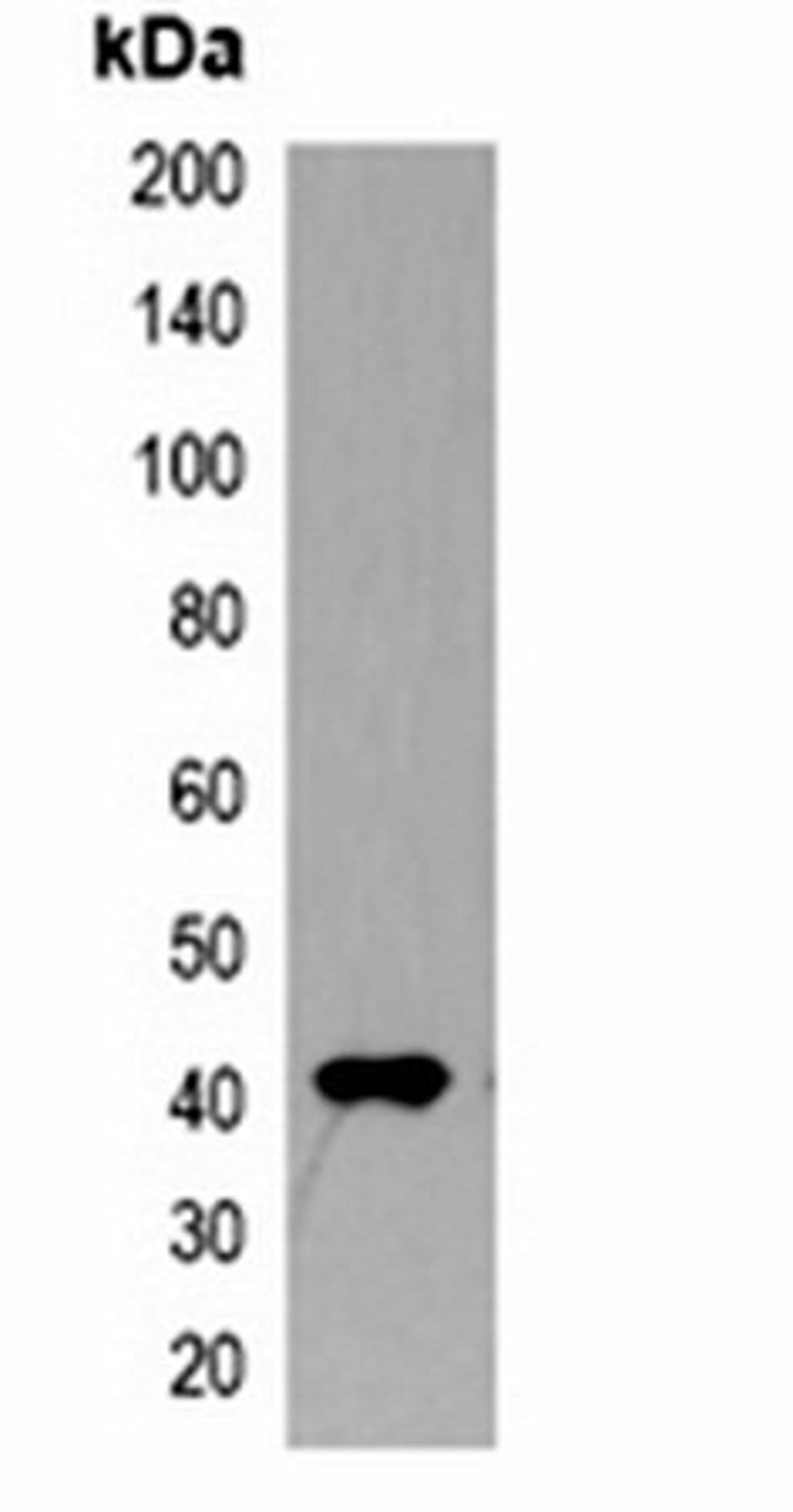 Western blot analysis of 293T cell lysate using Myc-tag antibody (HRP)