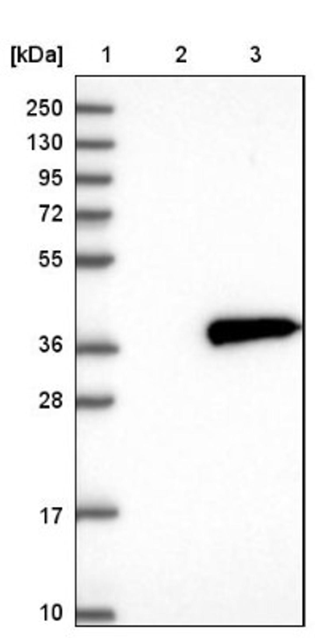 Western Blot: NMRAL1 Antibody [NBP1-83554] - Lane 1: Marker [kDa] 250, 130, 95, 72, 55, 36, 28, 17, 10<br/>Lane 2: Negative control (vector only transfected HEK293T lysate)<br/>Lane 3: Over-expression lysate (Co-expressed with a C-terminal myc-DDK tag (~3.1 kDa) in mammalian HEK293T cells, LY412311)