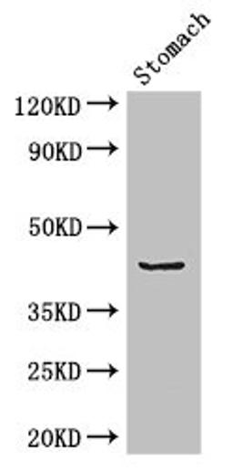Western Blot. Positive WB detected in: Mouse stomach tissue. All lanes: ADRM1 antibody at 2.7ug/ml. Secondary. Goat polyclonal to rabbit IgG at 1/50000 dilution. Predicted band size: 43 kDa. Observed band size: 43 kDa. 