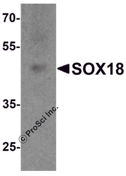Western blot analysis of SOX18 in 3T3 cell lysate with SOX18 antibody at 1 μg/ml.