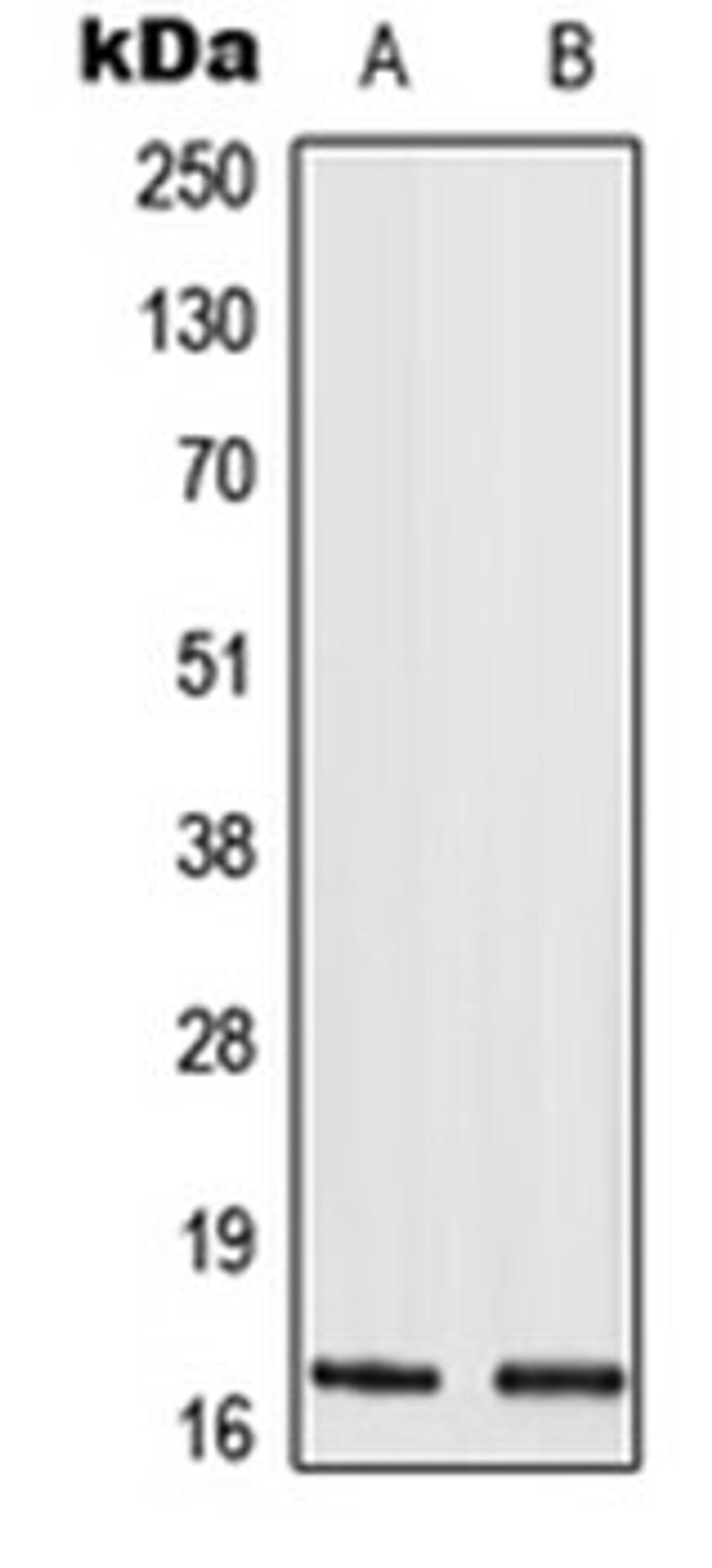 Western blot analysis of HeLa (Lane 1), NIH3T3 (Lane 2) whole cell lysates using HIST1H3A antibody