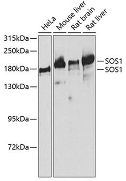 Western blot - SOS1 antibody (A3272)