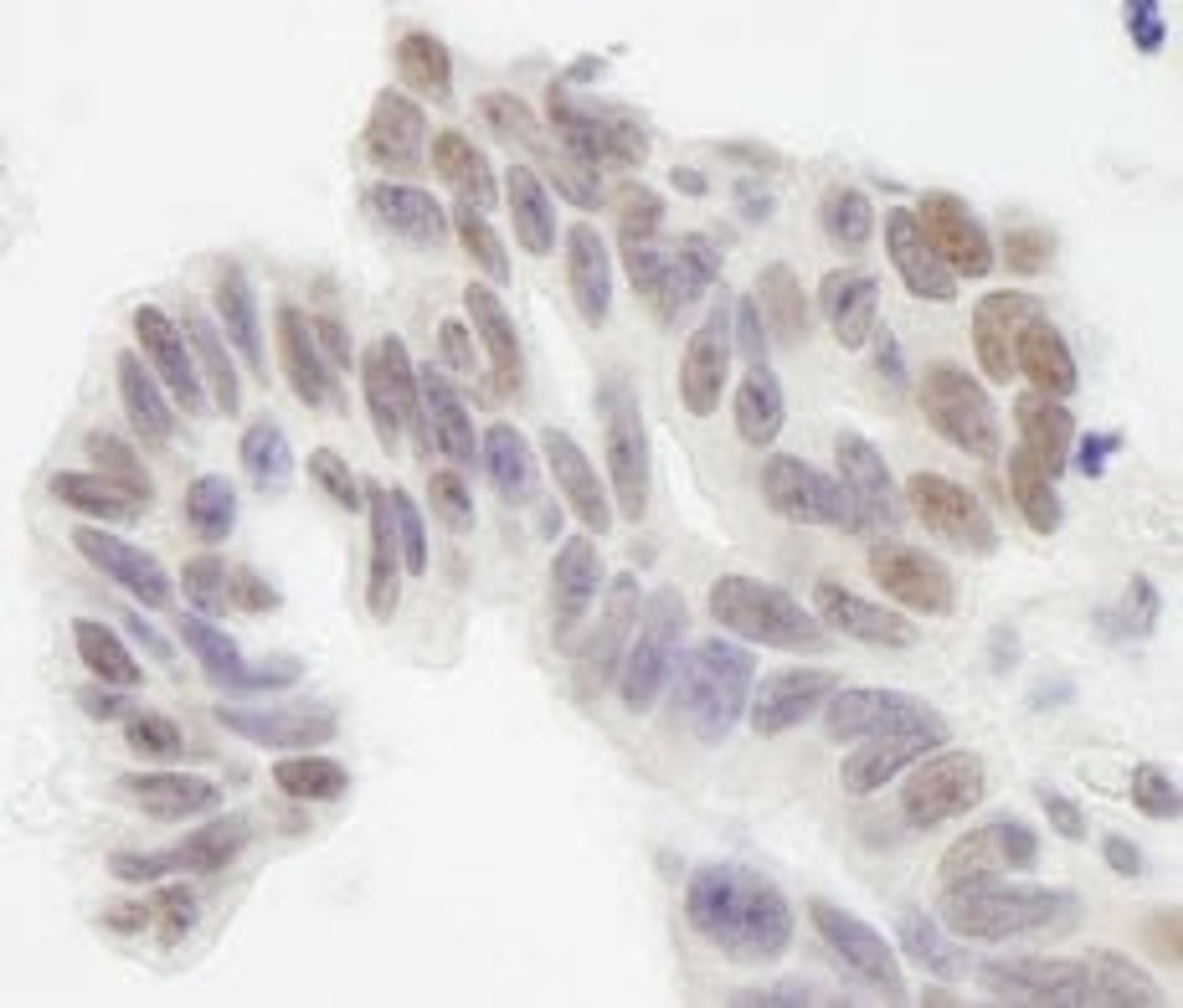 Detection of human XLF by immunohistochemistry.