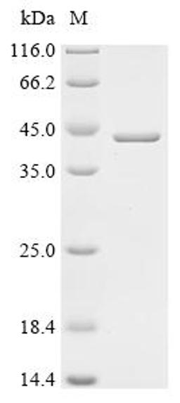 (Tris-Glycine gel) Discontinuous SDS-PAGE (reduced) with 5% enrichment gel and 15% separation gel.