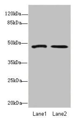 Western blot. All lanes: GCM1antibody at 1.67ug/ml. Lane 1: Hela whole cell lysate. Lane 2: HepG2 whole cell lysate. Secondary. Goat polyclonal to rabbit IgG at 1/10000 dilution. Predicted band size: 49 kDa. Observed band size: 49 kDa. 