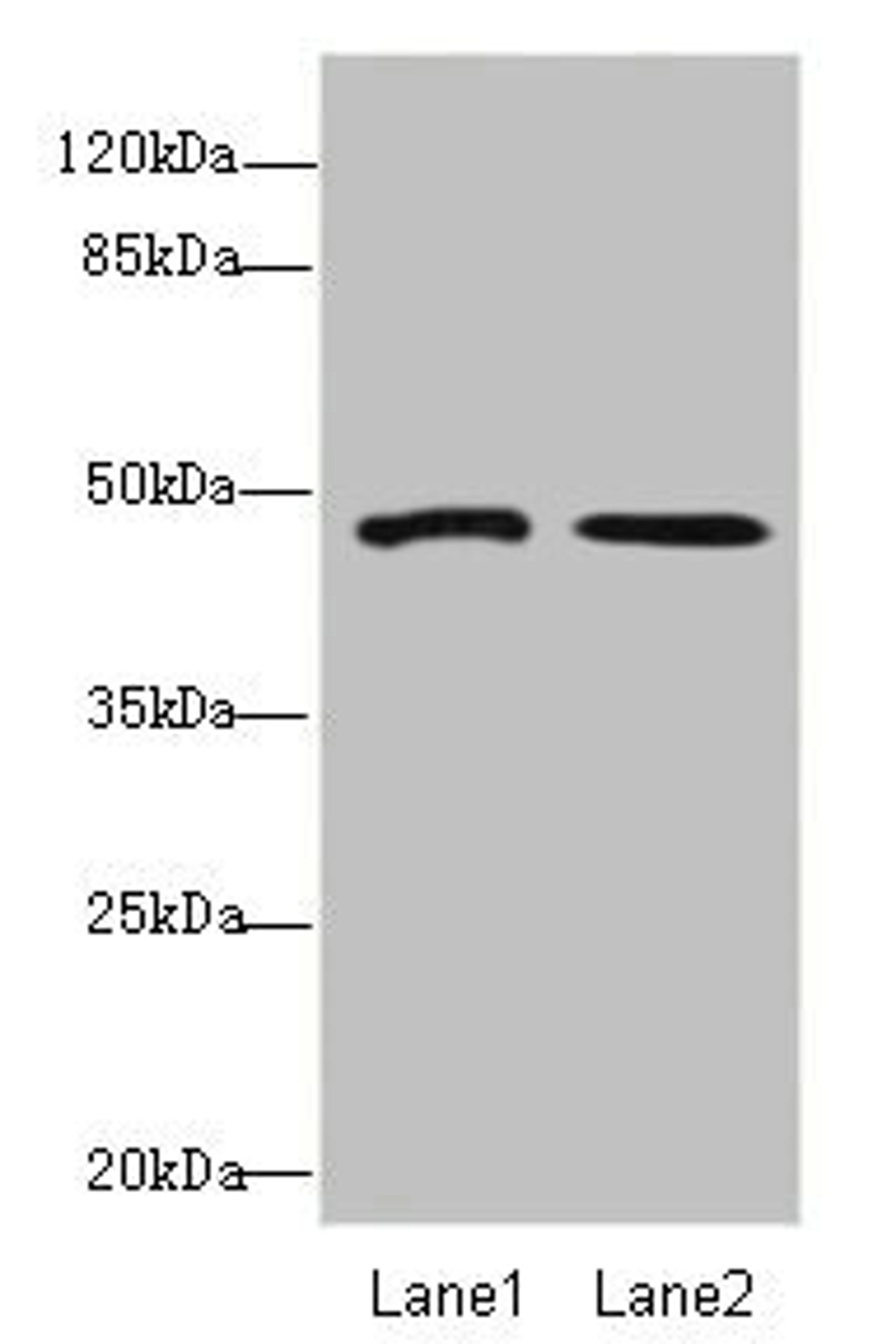 Western blot. All lanes: GCM1antibody at 1.67ug/ml. Lane 1: Hela whole cell lysate. Lane 2: HepG2 whole cell lysate. Secondary. Goat polyclonal to rabbit IgG at 1/10000 dilution. Predicted band size: 49 kDa. Observed band size: 49 kDa. 