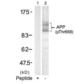 Western blot analysis of lysed extracts from mouse brain tissue using APP (Phospho-668).