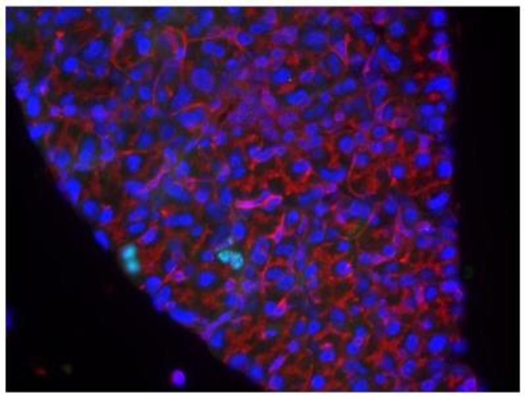 Immunocytochemistry/Immunofluorescence: Bromodeoxyuridine/BrdU Antibody [NB500-235] - IF analysis of BrdU in Proteinase K pretreated mouse lacrimal gland. Image courtesy of anonymous customer review.