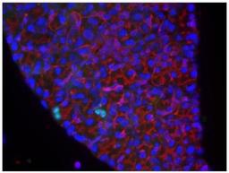 Immunocytochemistry/Immunofluorescence: Bromodeoxyuridine/BrdU Antibody [NB500-235] - IF analysis of BrdU in Proteinase K pretreated mouse lacrimal gland. Image courtesy of anonymous customer review.